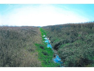 Property photo 7 - LAND AUCTION, 320+/- Acres offered in (2) 160 Acre Tracts